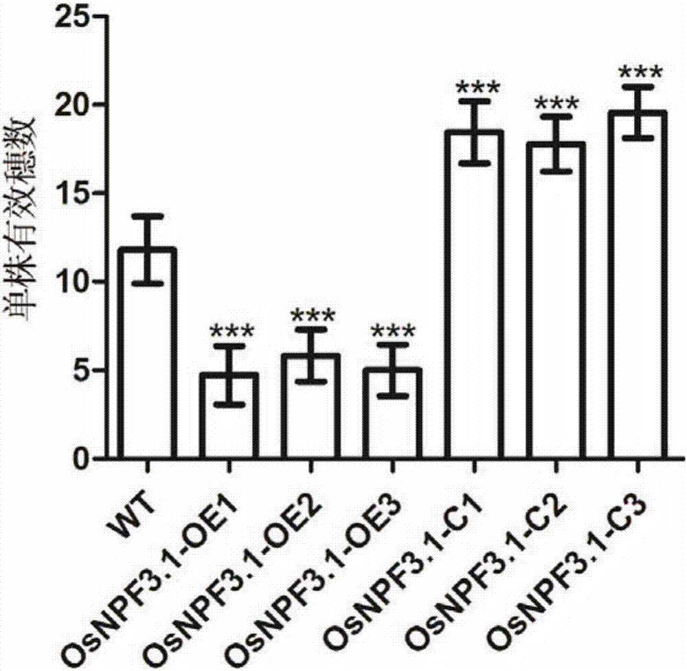 Application of gibberellin transporter gene OsNPF3.1 in increasing paddy rice output