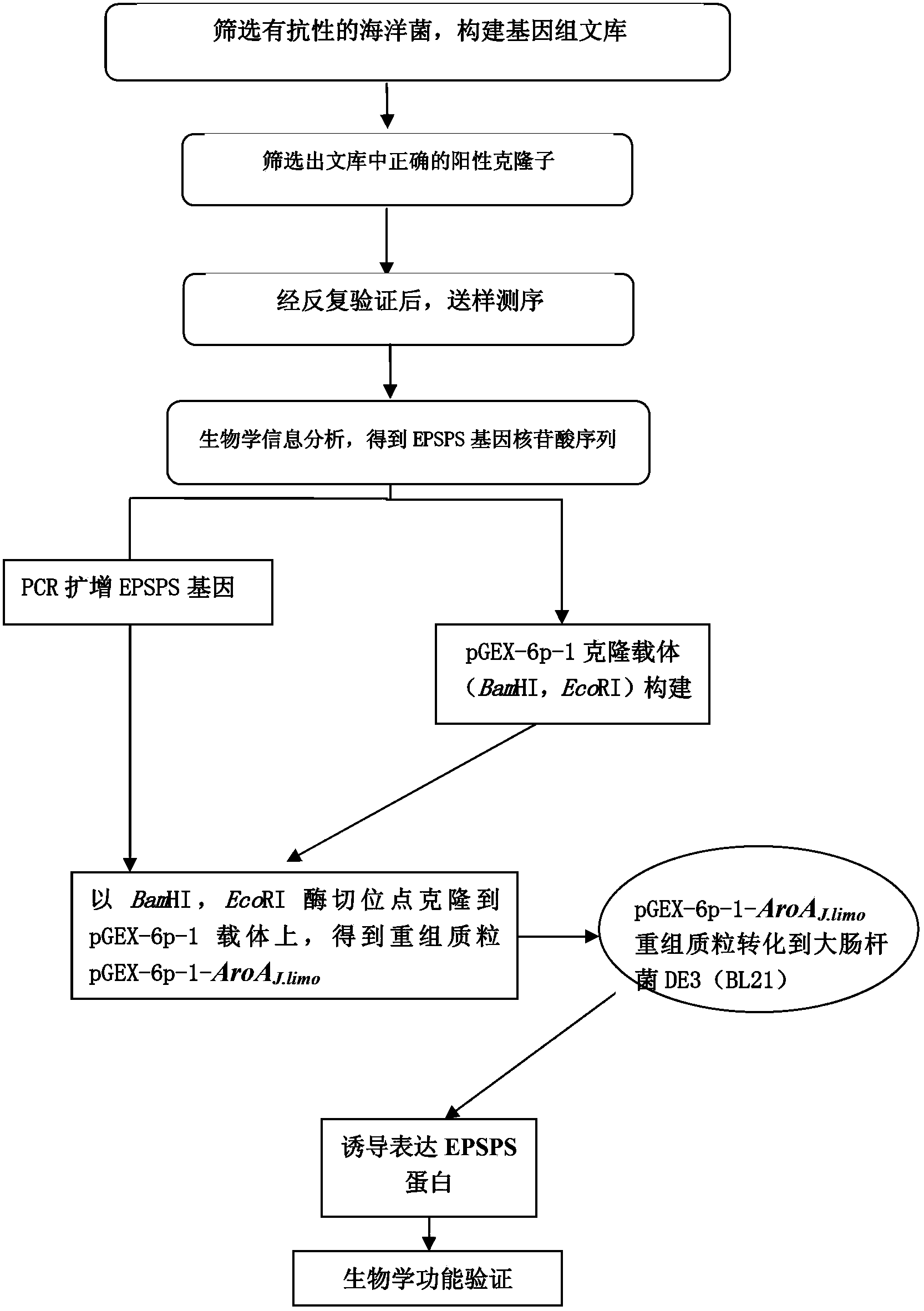 Isolation of 5-enol acetone shikimic acid-3-phosphate synthase gene