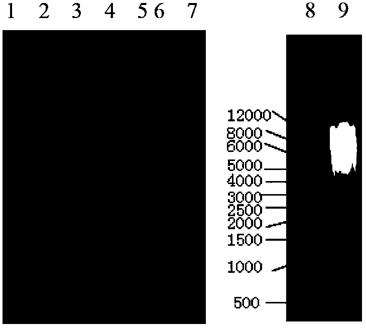 Isolation of 5-enol acetone shikimic acid-3-phosphate synthase gene