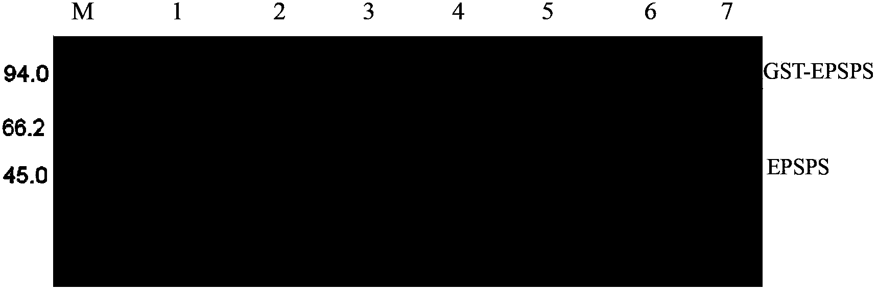 Isolation of 5-enol acetone shikimic acid-3-phosphate synthase gene