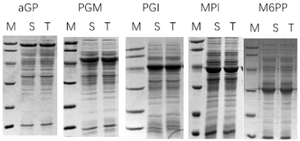 Preparation method and application of immobilized cells for mannose production