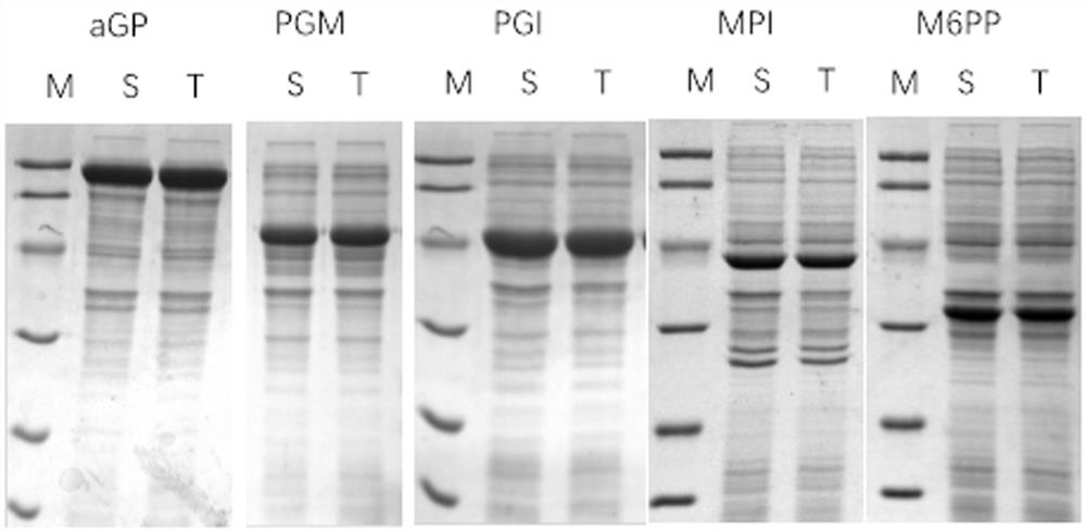 Preparation method and application of immobilized cells for mannose production