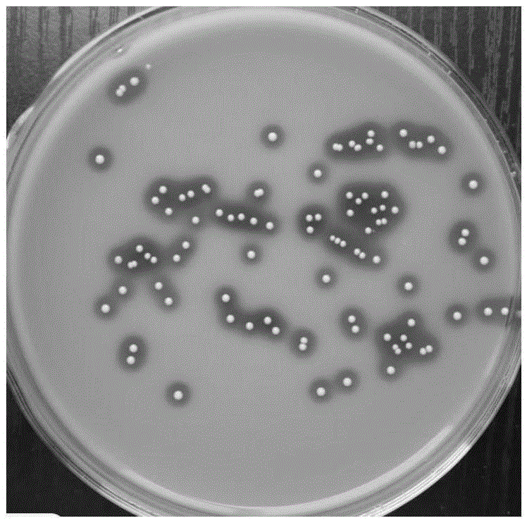 Acid-yielding Enterococcus faecium, bacteriostatic microecological preparation and application thereof