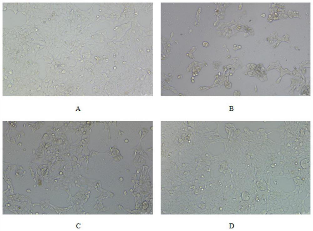 Application of ailanthus altissima milk gel in preparation of drugs for resisting low-risk HPV infection and preventing and treating low-risk HPV related diseases