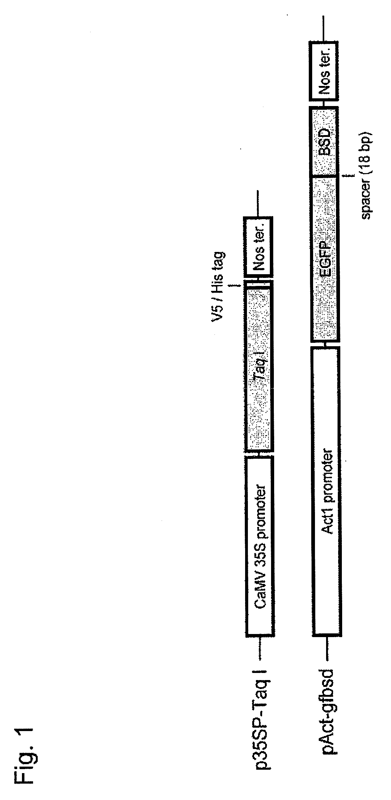 Mutant plant, a method for producing thereof and a method of increasing frequency of a genetic recombination