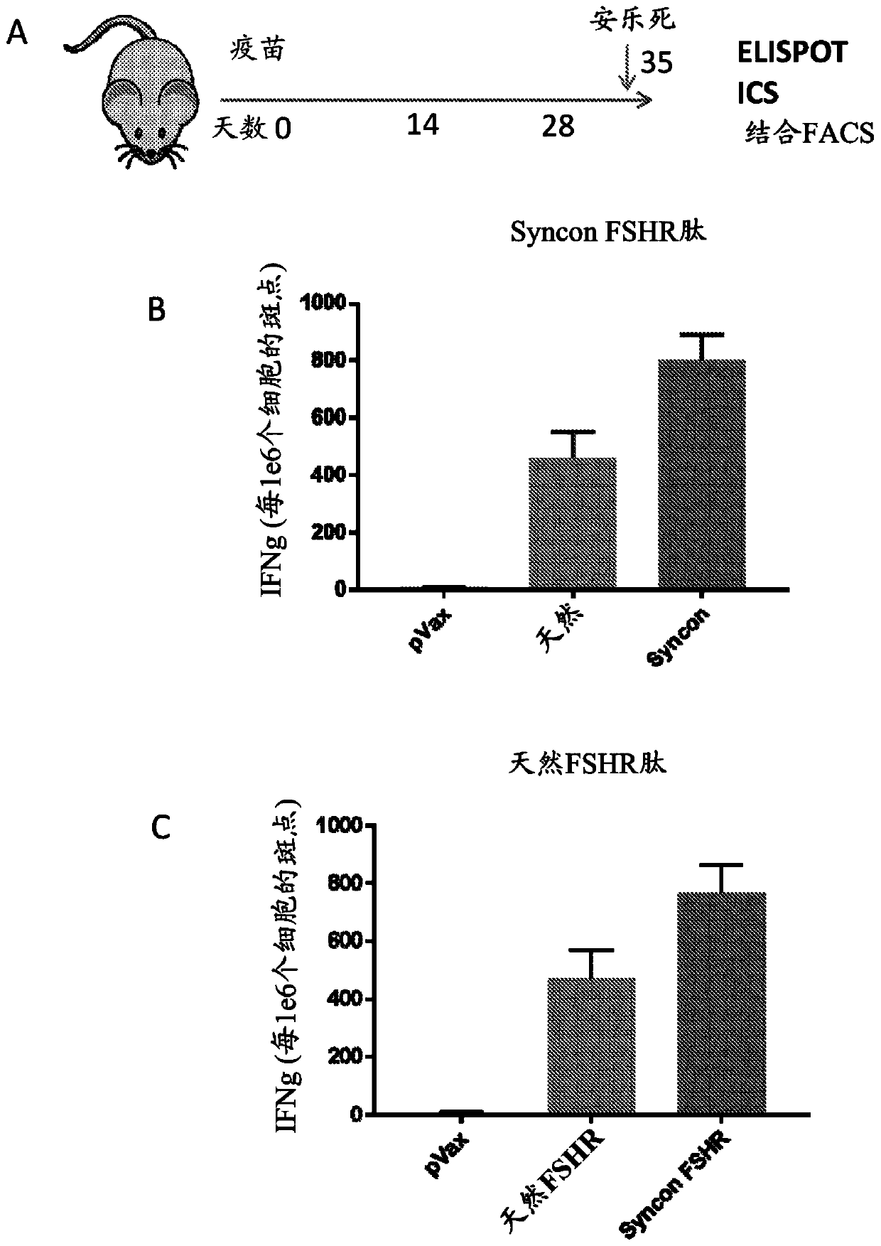Optimized synthetic consensus immunogenic compositions targeting the follicle stimulating hormone receptor (FSHR)