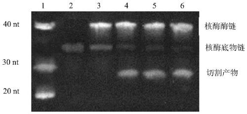 A lead high-salt-resistant nucleic acid sensor and its application