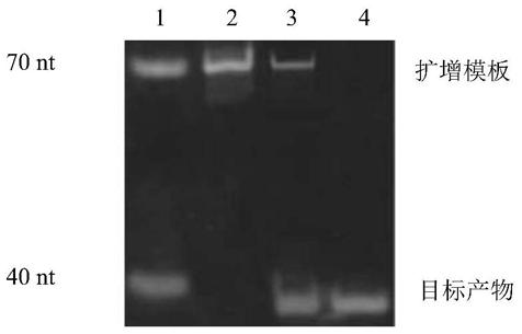 A lead high-salt-resistant nucleic acid sensor and its application