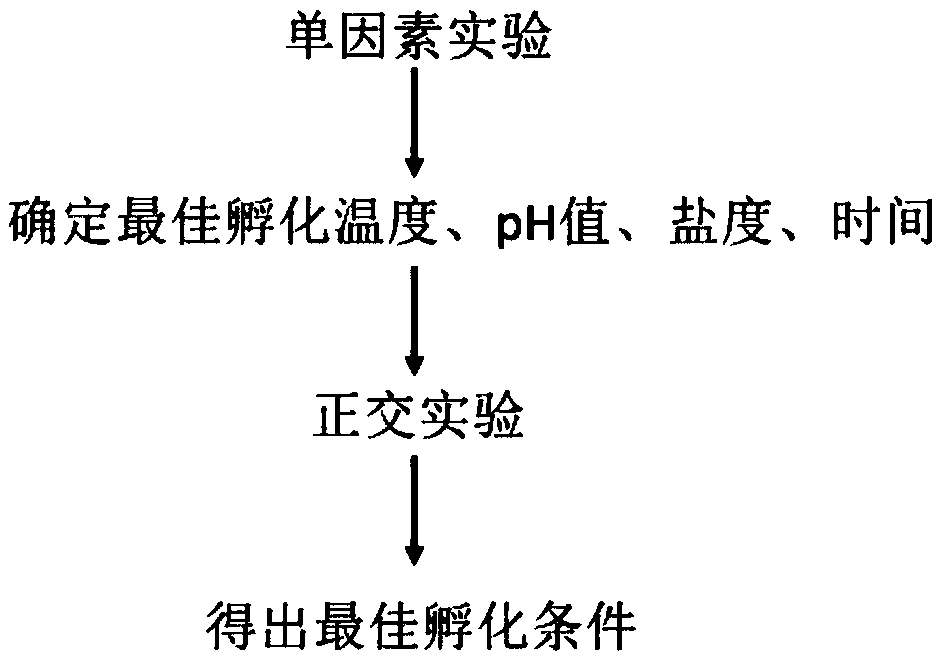 Improved brine shrimp hatching and collecting method