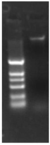 Marine microorganism Arthrobacter sp. YJ34 dextranase producing gene and recombinant engineering bacterium thereof