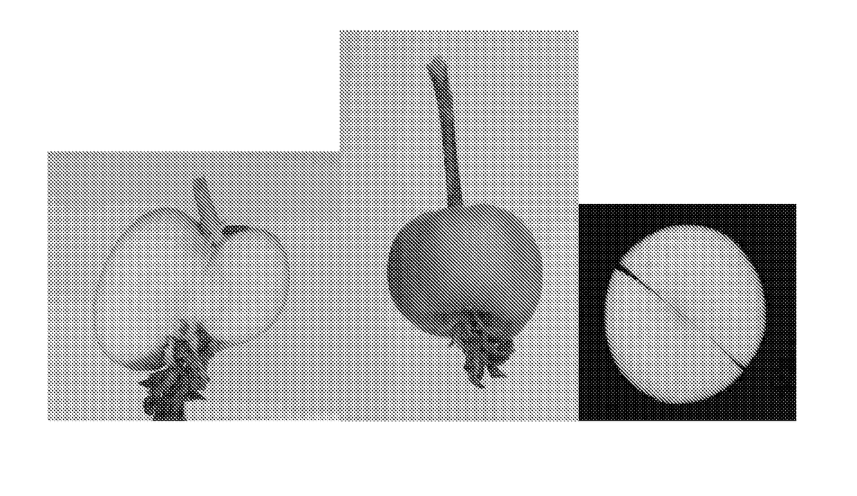 Methods and Materials for Producing Coreless Fruit