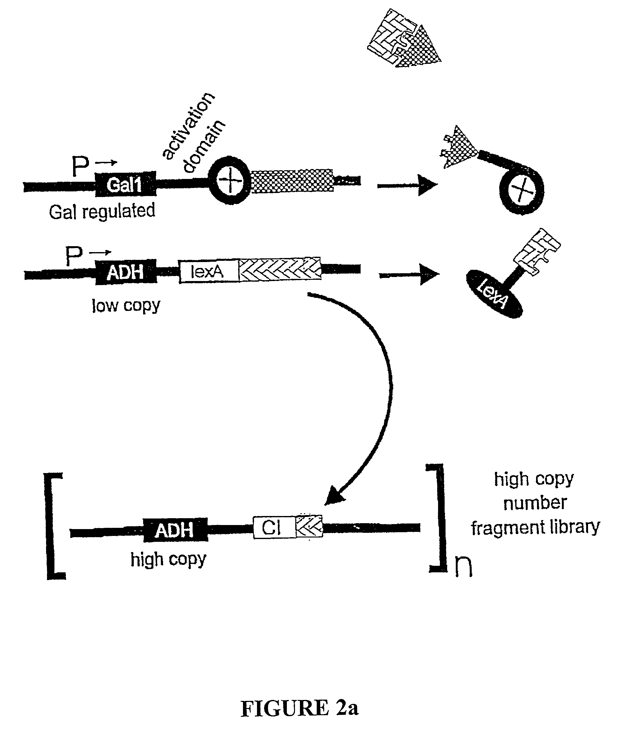 Methods and compositions for the determination of protein function and identification of modulators thereof