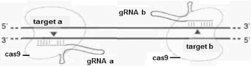 Method for breeding tcf25 gene deletion type zebra fish through gene knockout