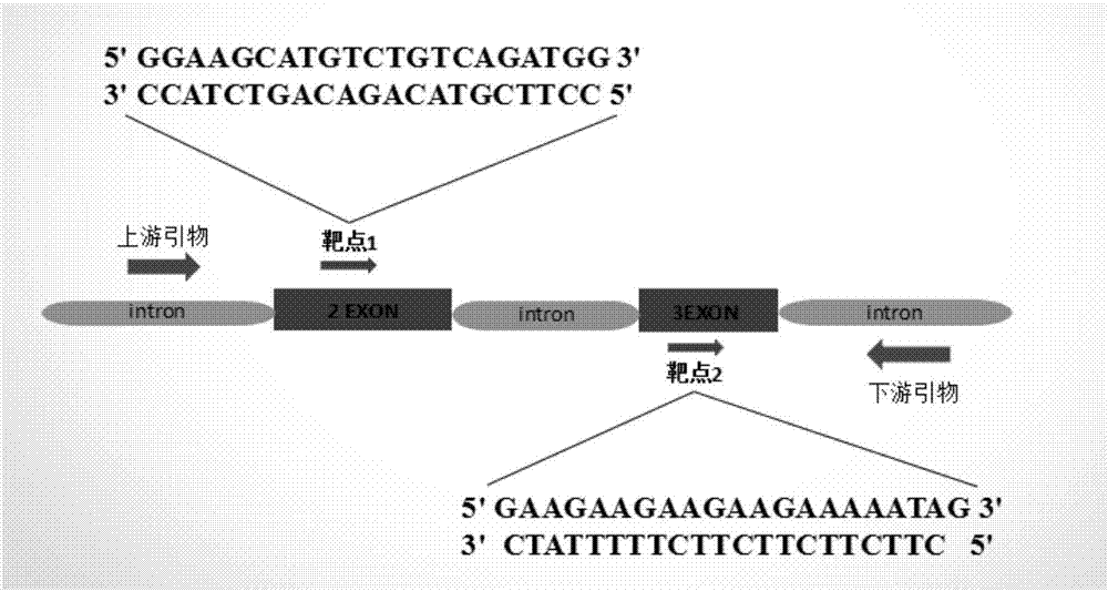 Method for breeding tcf25 gene deletion type zebra fish through gene knockout