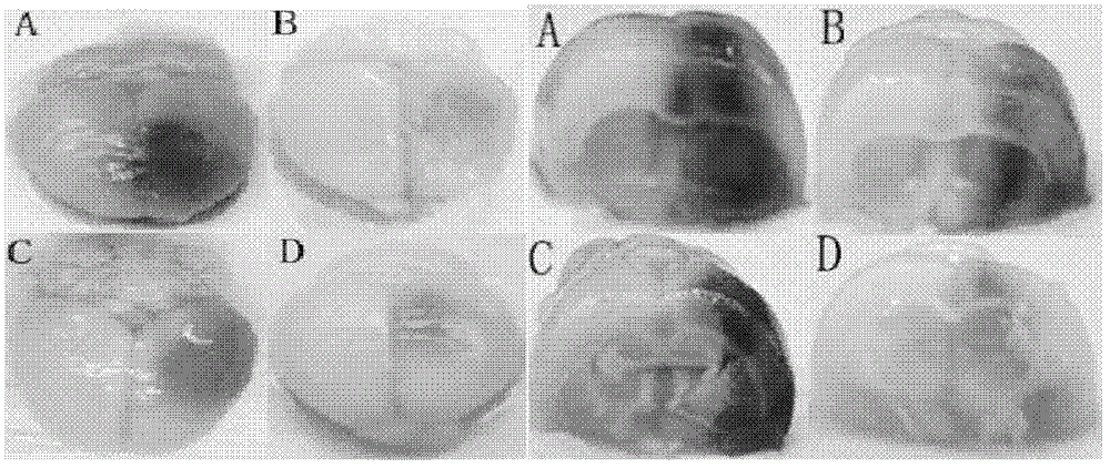 GDNF-carrying microbubble preparation and method for making the same