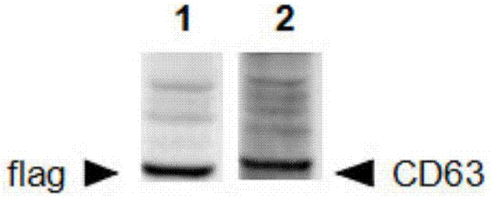 Method for separating exosomes