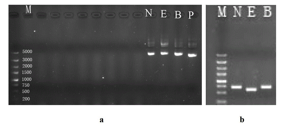 Gene engineering bacterium for efficiently reducing azo dyes, and construction method and application thereof