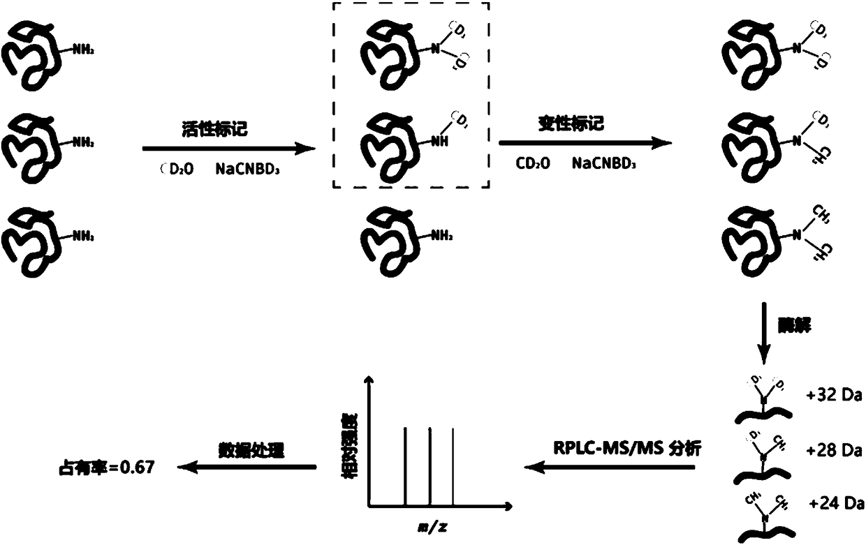 Mass spectrum detection method for interaction between active protein and small molecule