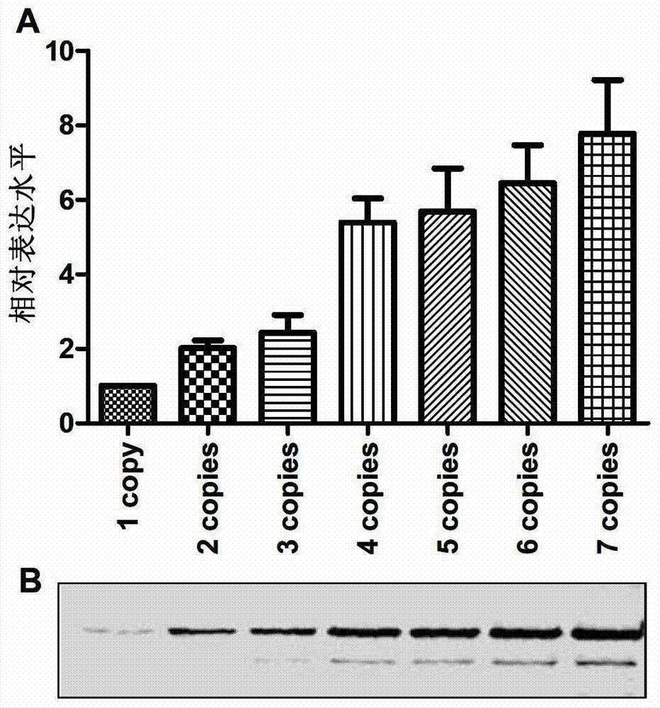 Trivalent vaccine against human papilloma virus and its preparation and use