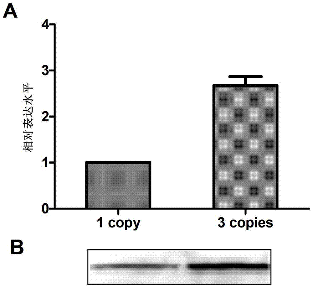 Trivalent vaccine against human papilloma virus and its preparation and use