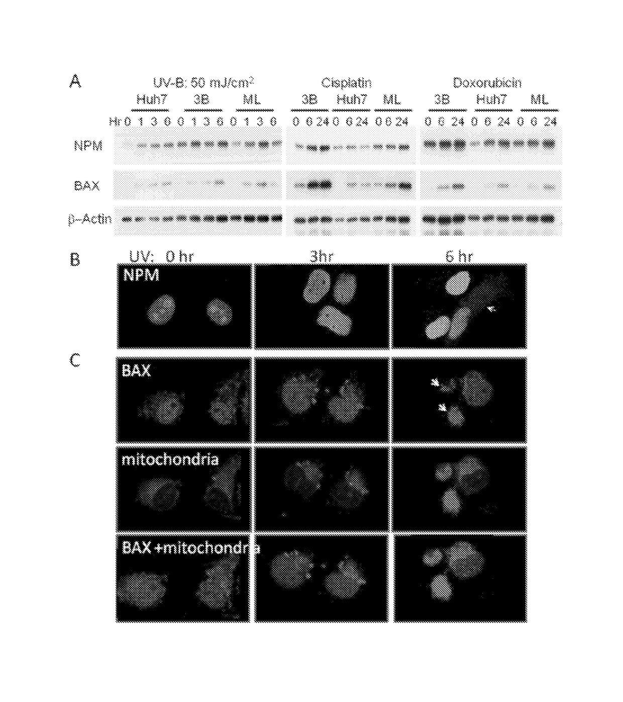 Pharmaceutical composition and uses thereof