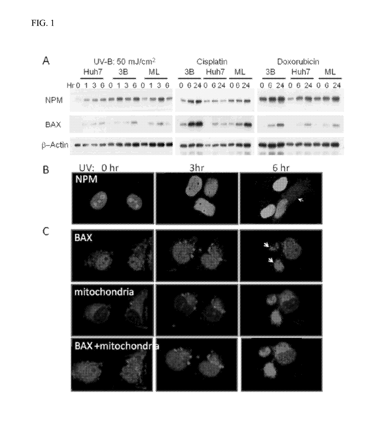 Pharmaceutical composition and uses thereof