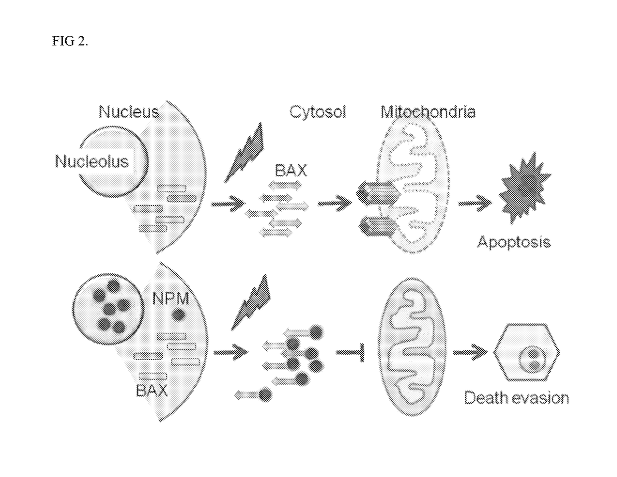 Pharmaceutical composition and uses thereof