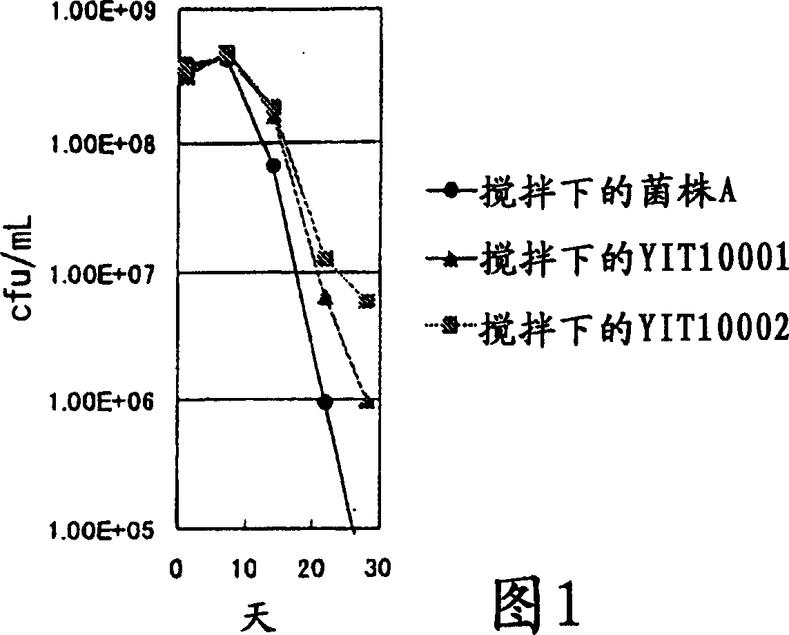 Bacterium of the genus bifidobacterium and fermented foods using the same