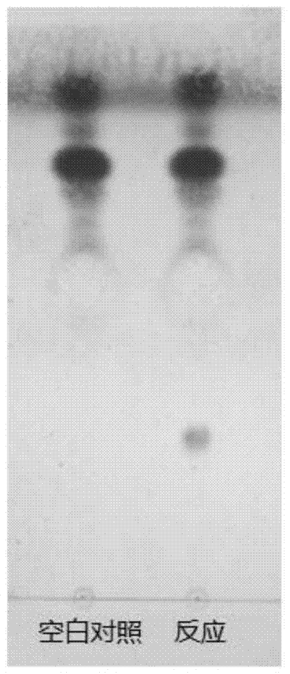 Application of a kind of glycosyltransferase and its mutant in the synthesis of ginsenoside rh2