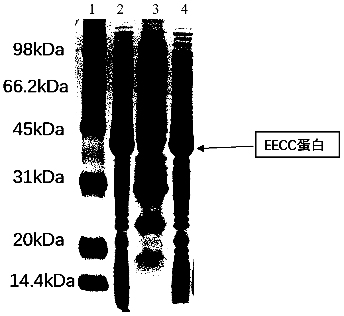 Mycobacterium tuberculosis recombinant fusion protein EECC as well as preparation method and application thereof