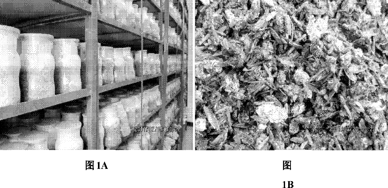 Preparation method and application of coniothyrium minitans ZS-1SB fungicide