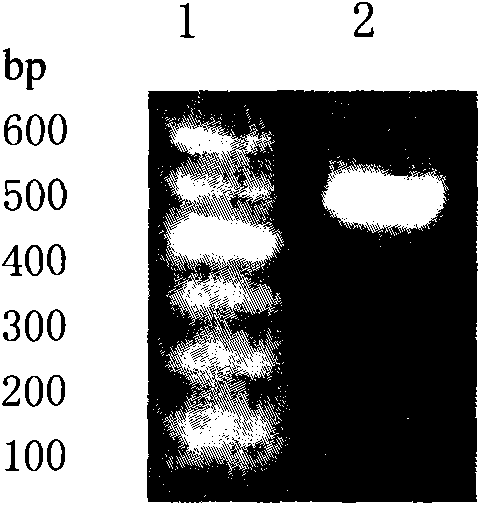 Composite porcine alpha-IFN gene and recombinant vector thereof