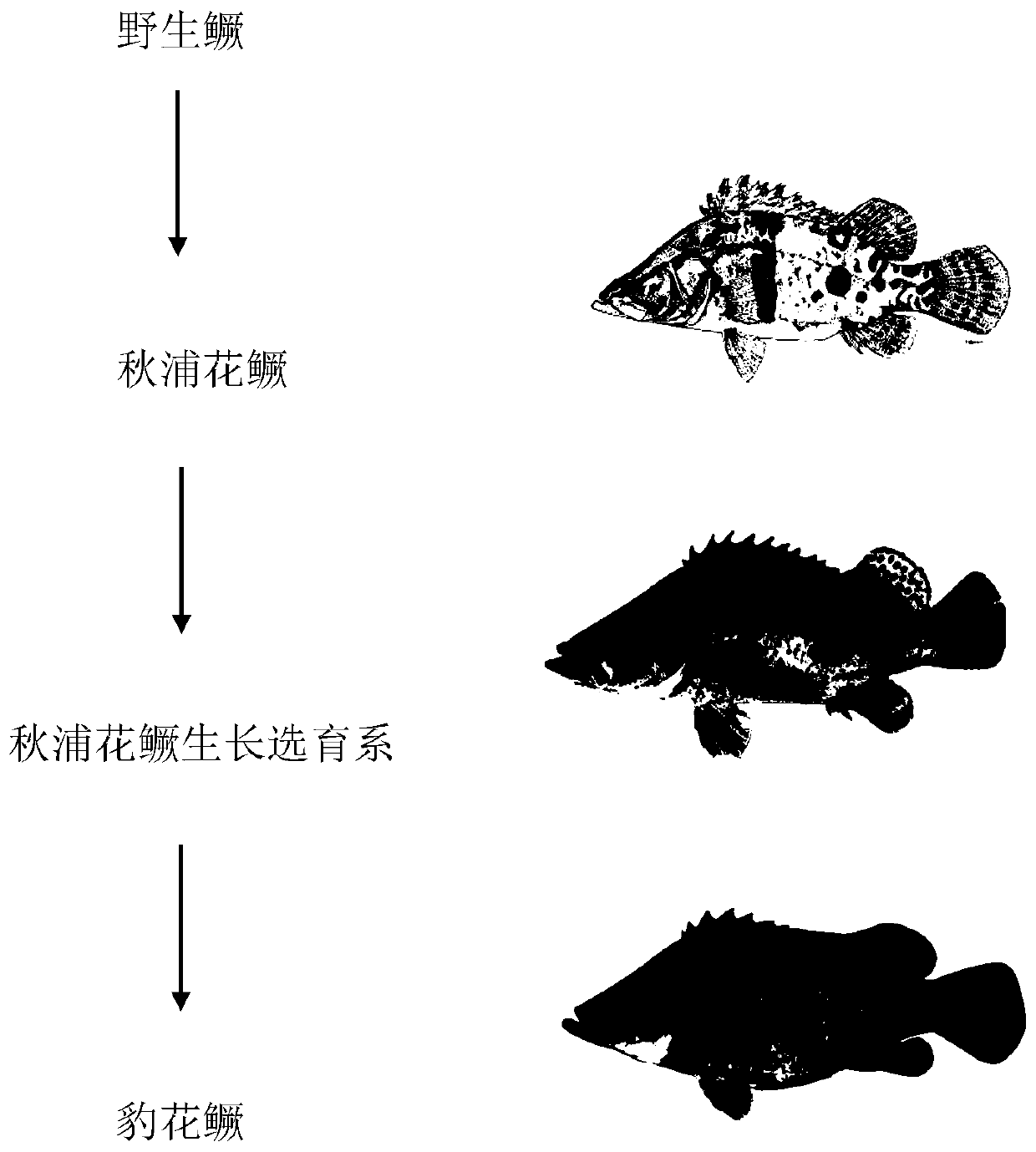 Leopard stripe mandarin fish breeding method