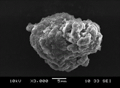 Synthesis method for anti-staphylococcus aureus double-activity gallic acid-sulfated bagasse xylan