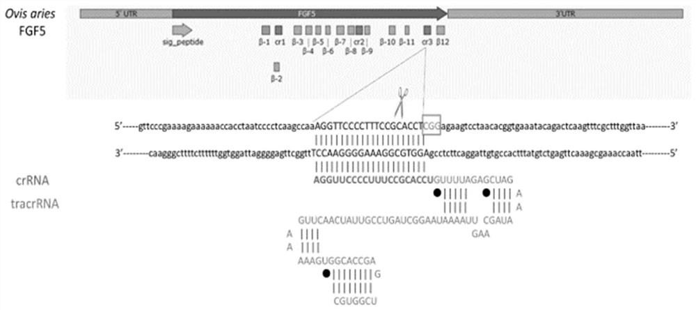 Method for improving CRISPR/Cas9 mediated biallelic mutation efficiency and application thereof