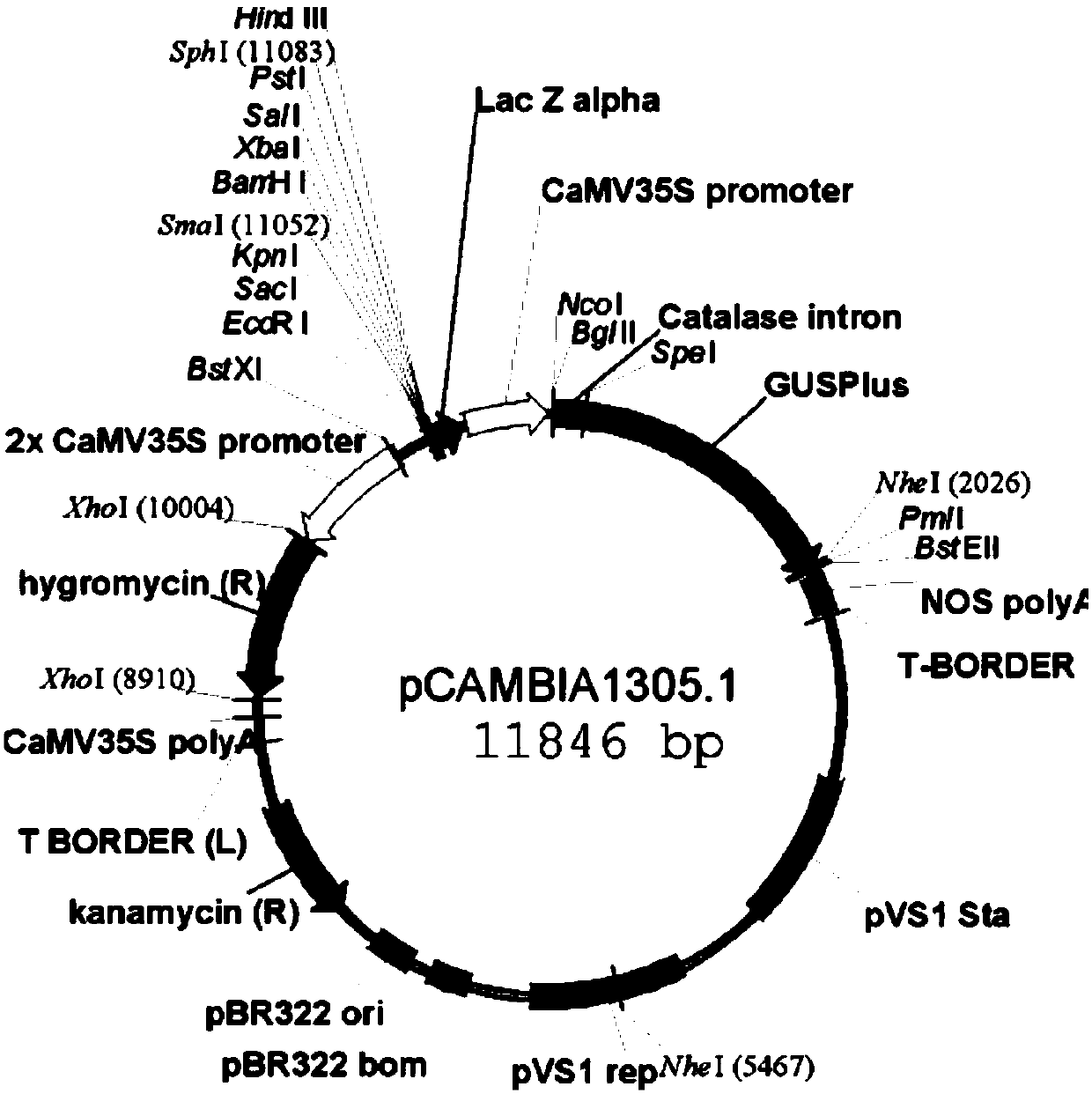 POsHEN1:: OsSPL14 gene expression cassette, and construction method and application thereof