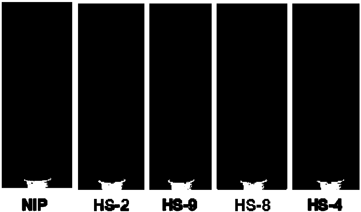 POsHEN1:: OsSPL14 gene expression cassette, and construction method and application thereof