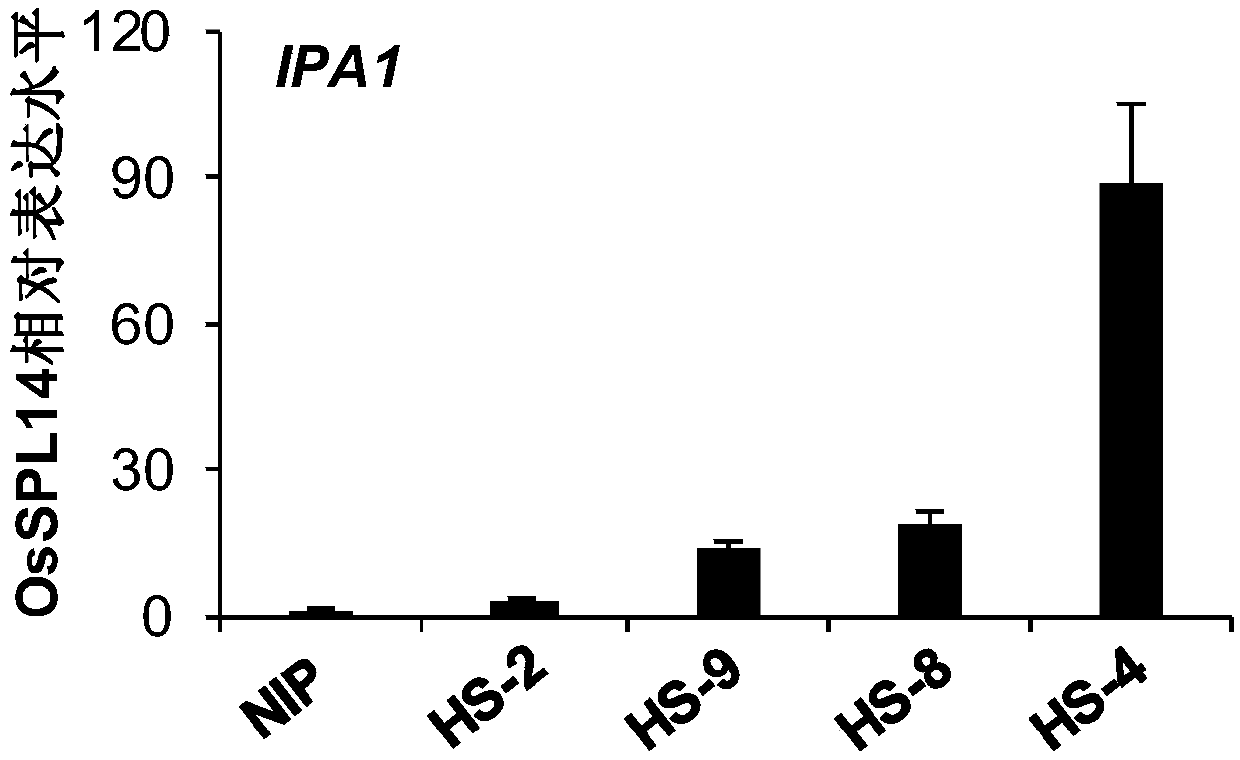 POsHEN1:: OsSPL14 gene expression cassette, and construction method and application thereof