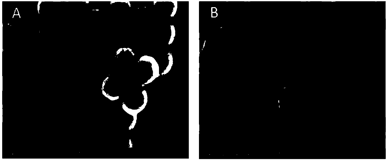 Core-satellite structure gold nanoparticle and preparation method thereof