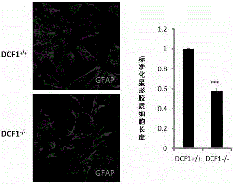 Application of dcf1 gene to regulation and control over expression of ATP1B1