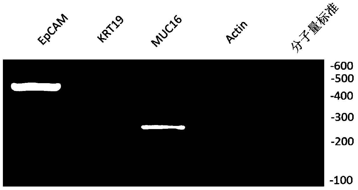 A kit for detecting markers of pancreatic cancer cells in peripheral blood