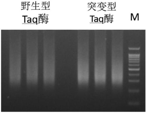 A mutant taq enzyme capable of improving the efficiency of adding a and its preparation method and application