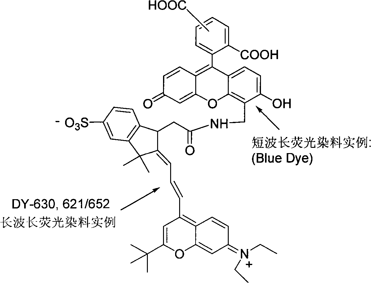 Fluorochrome for marking oligonucleotide and protein, method for preparing same and use
