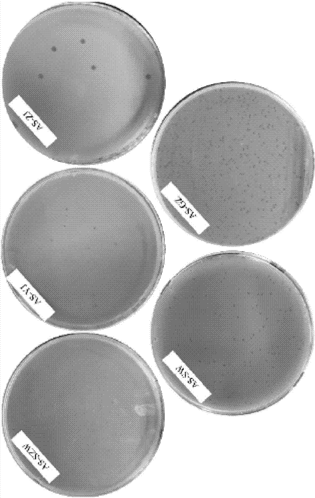 Aeromonas salmonicida phage, bactericidal composition comprising same and application of bactericidal composition