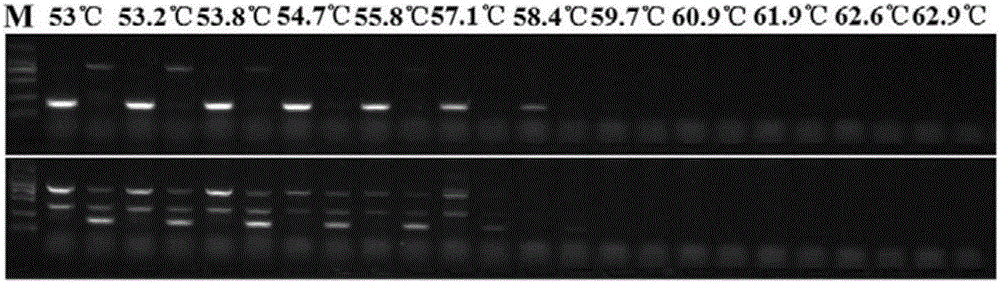 Molecular marker and method for identifying allelotype of rice chalk gene Chalk5