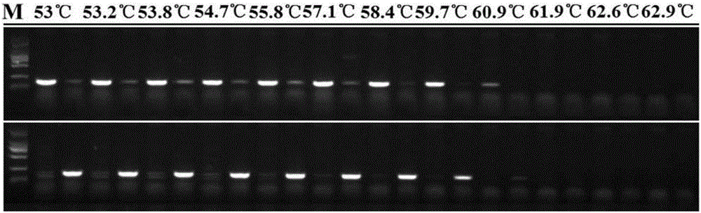 Molecular marker and method for identifying allelotype of rice chalk gene Chalk5
