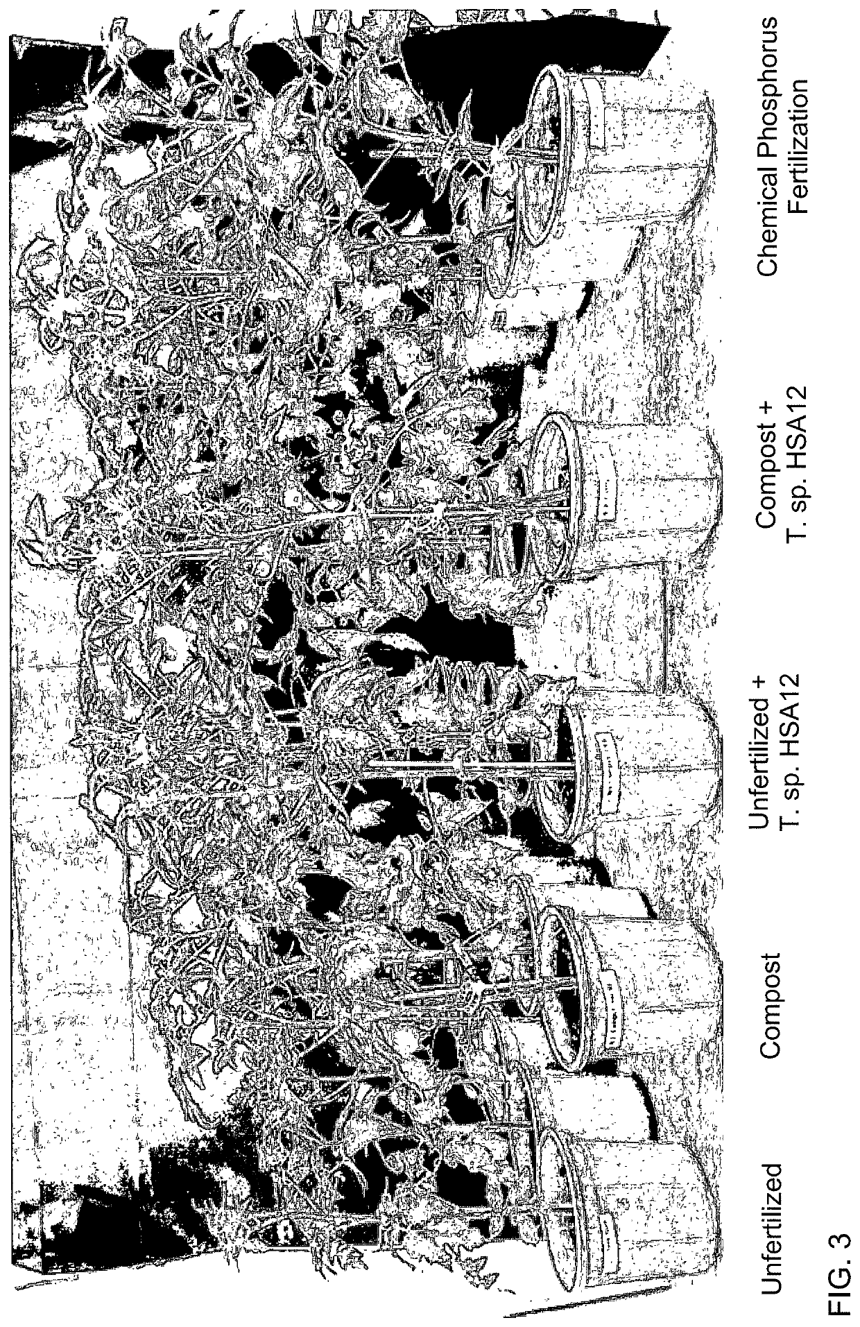 Fungal strain of the genus <i>Trichoderma </i>and method for promoting plant growth