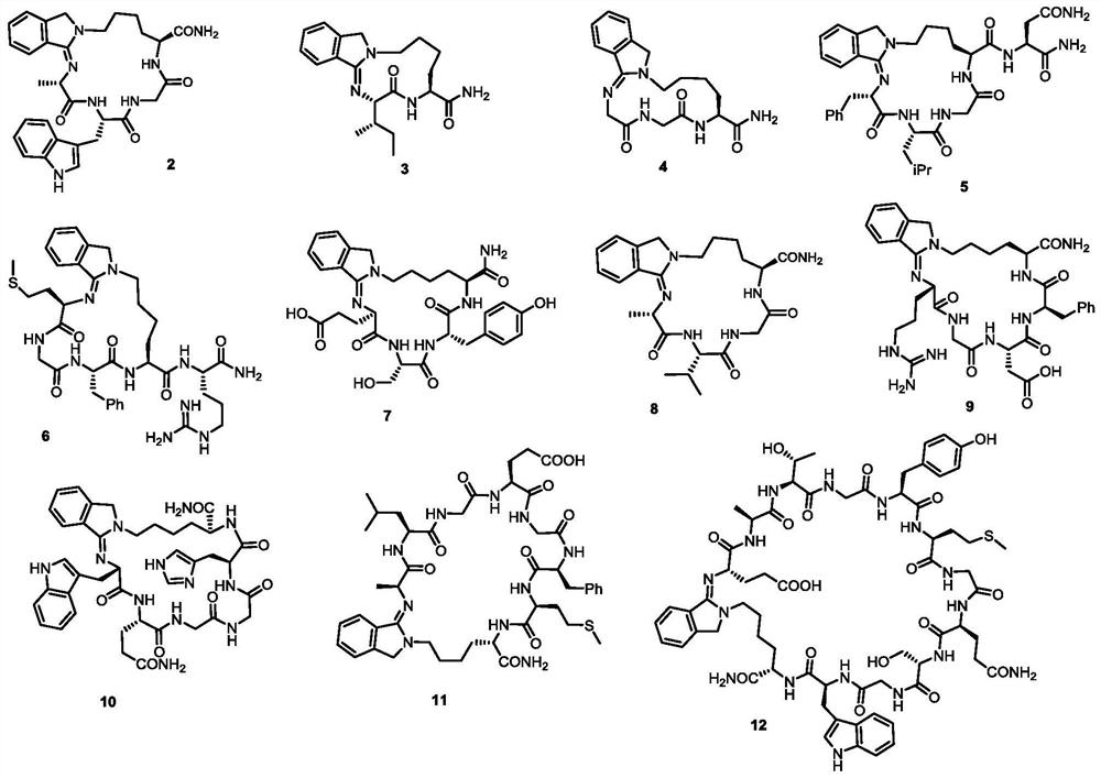 Cyclic peptide compound as well as preparation method and application thereof