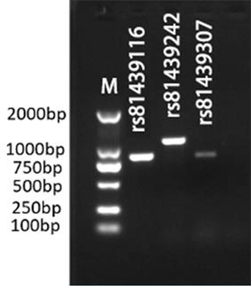Western pig consanguinity infiltration site SNP marker related to body length in Chinese local pigs, and application of SNP marker