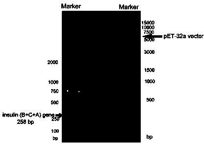 Method for obtaining soluble proinsulin by utilizing Escherichia coli expression system